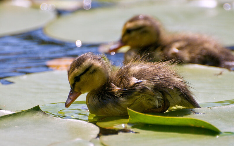 Ducklings on Lily Pads