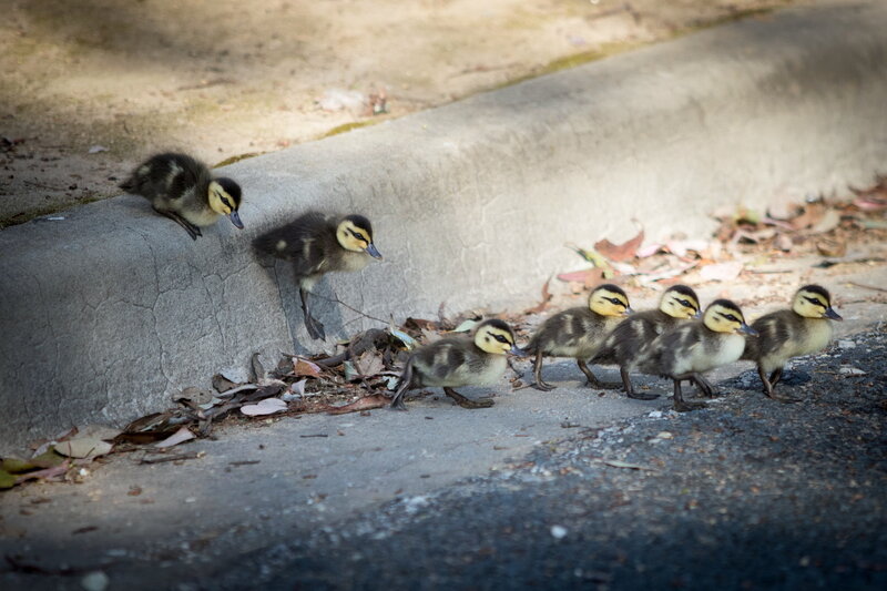 Ducklings on Pavement — Gray