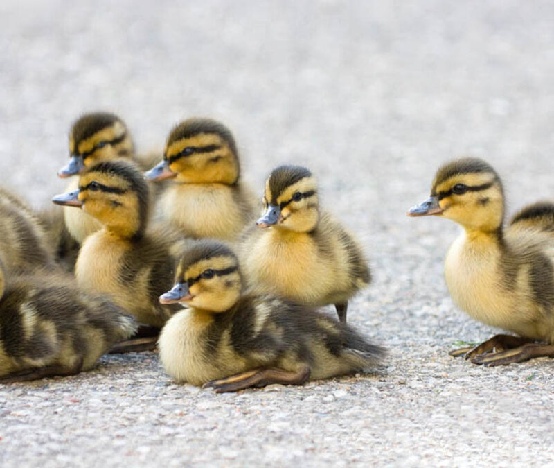 Ducklings on Pavement