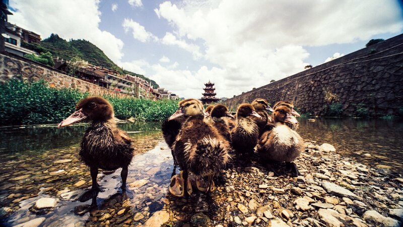 Ducklings on Riverbank