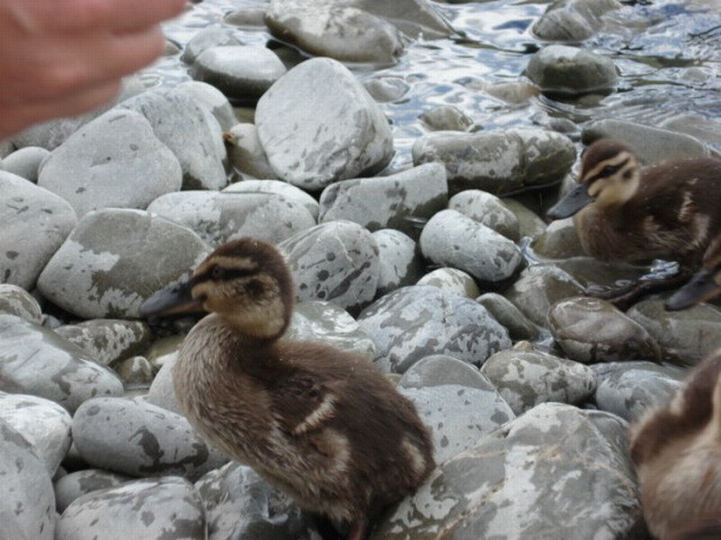 Ducklings on Rocks