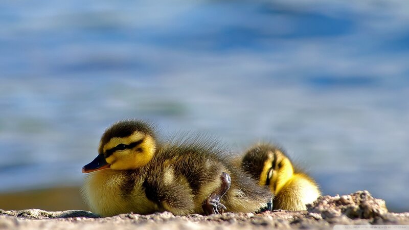 Ducklings on Shore