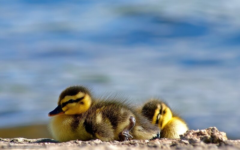 Ducklings on Shore — Yellow