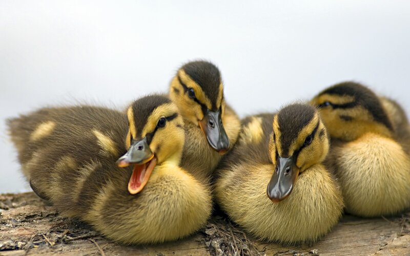 Ducklings on Wood