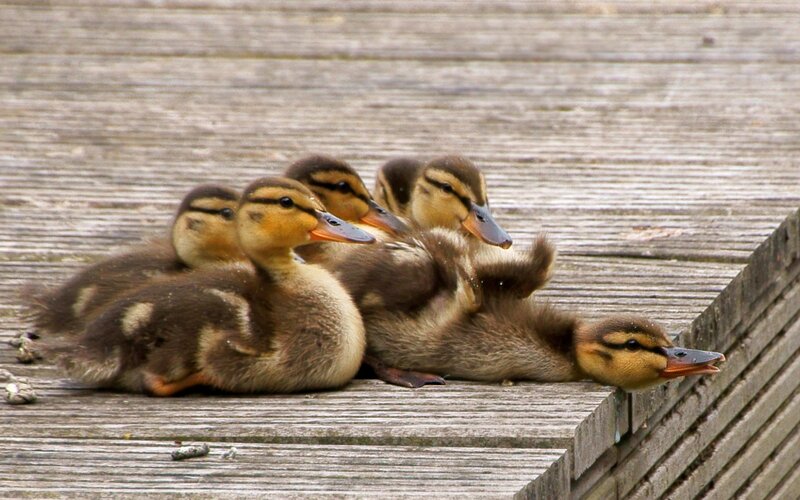 Ducklings on Wooden Deck