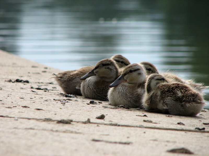 Ducklings resting by the water