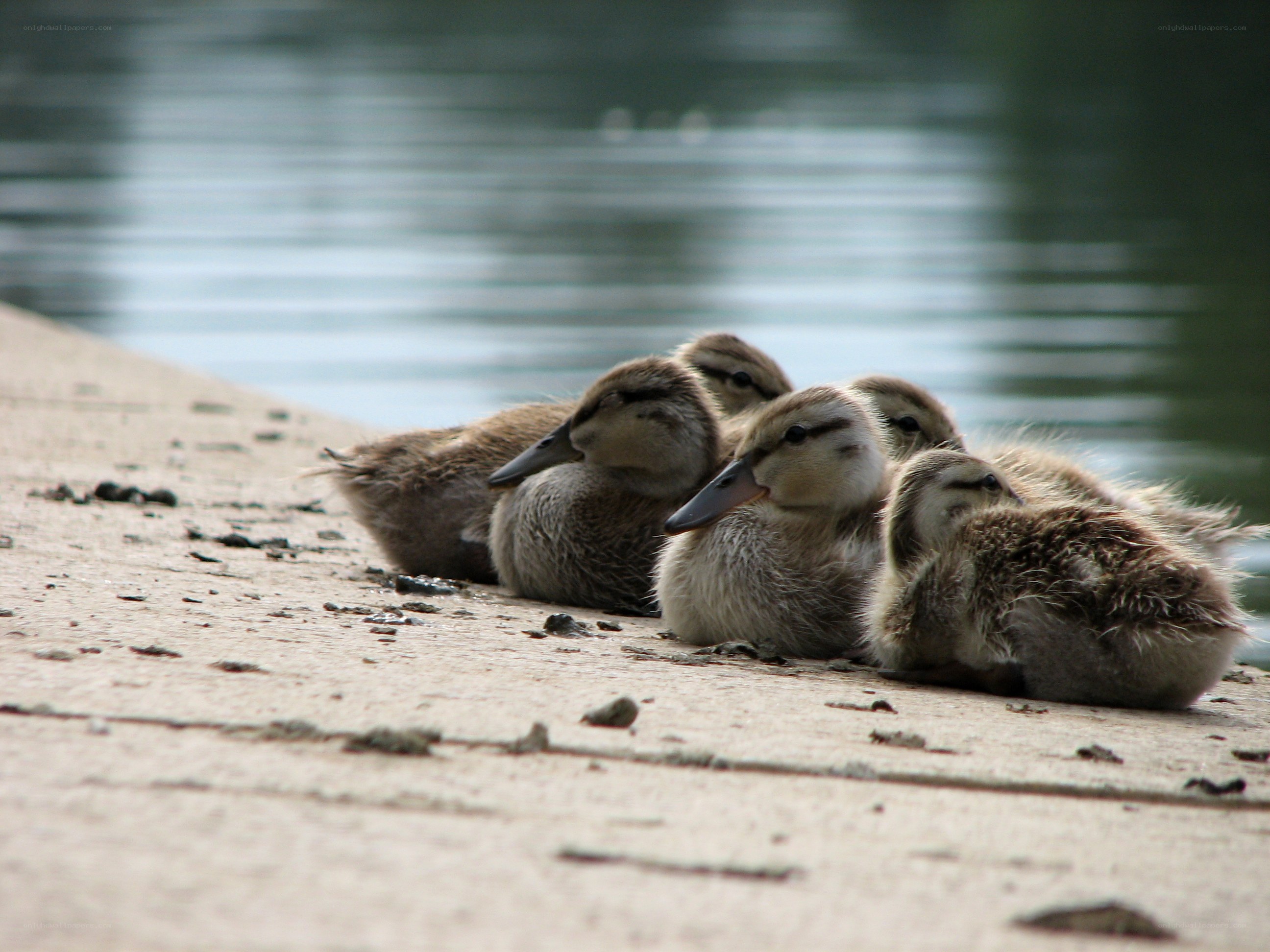 Ducklings resting by the water