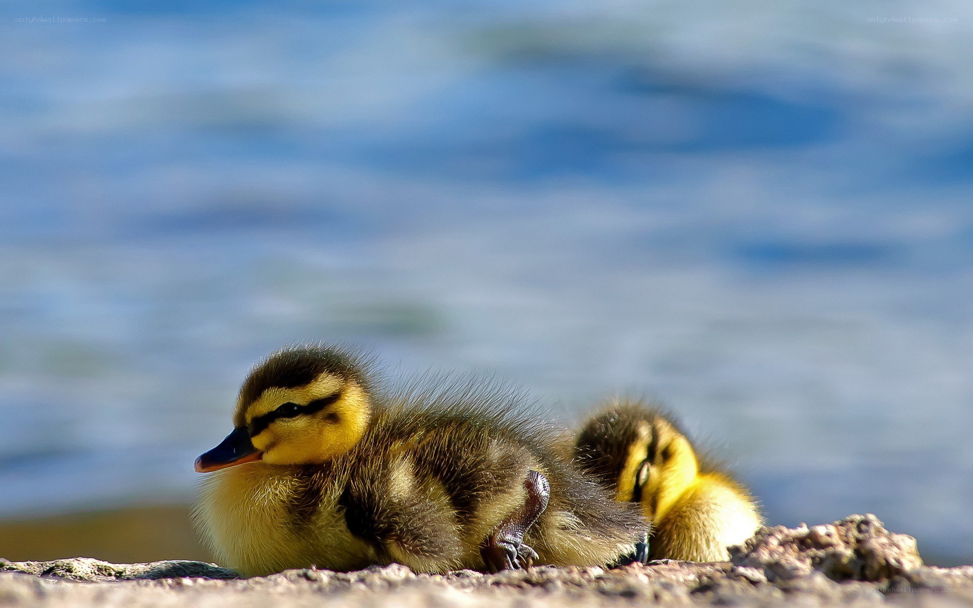 Ducklings resting by the water
