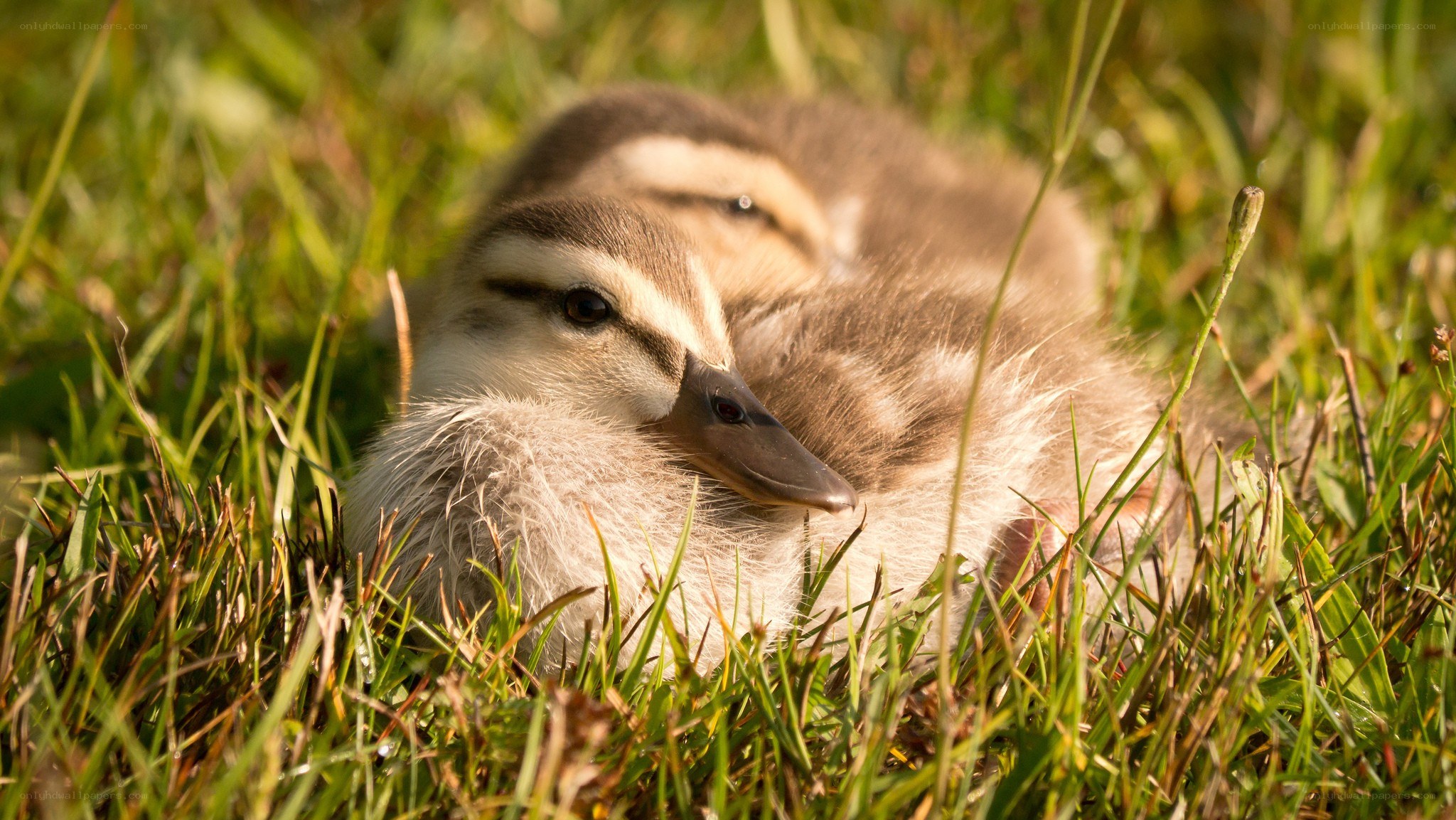 Ducklings resting in grass
