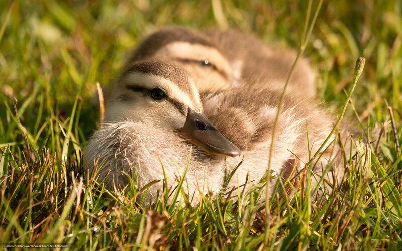 Ducklings resting in grass
