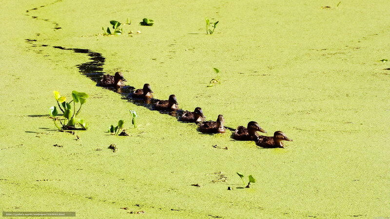 Ducklings swimming in a pond