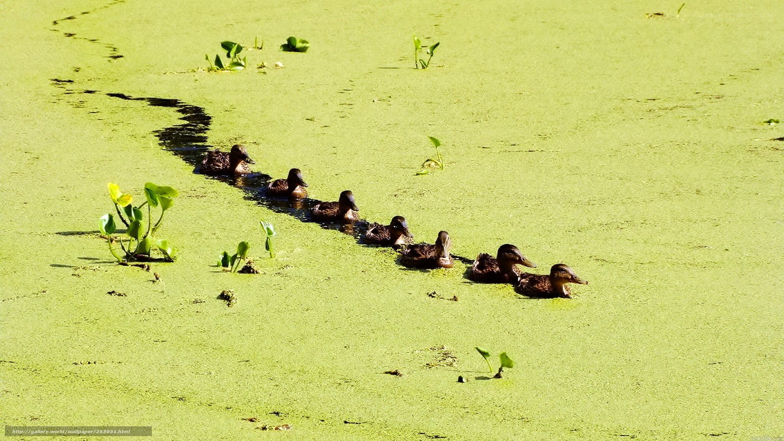Ducklings swimming in a pond
