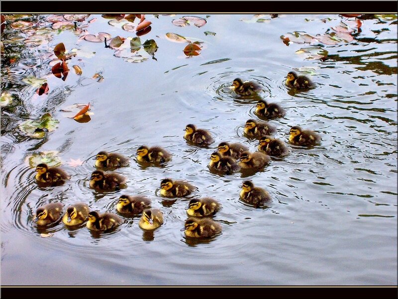Ducklings Swimming in Pond
