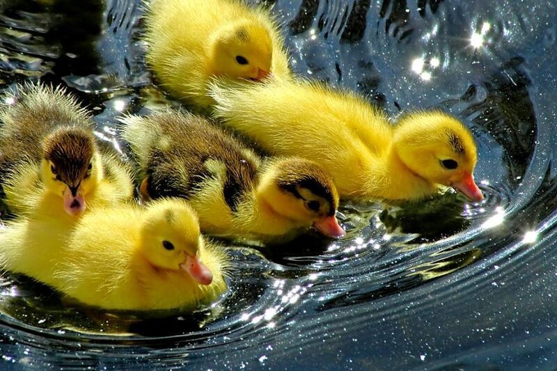 Ducklings swimming in water