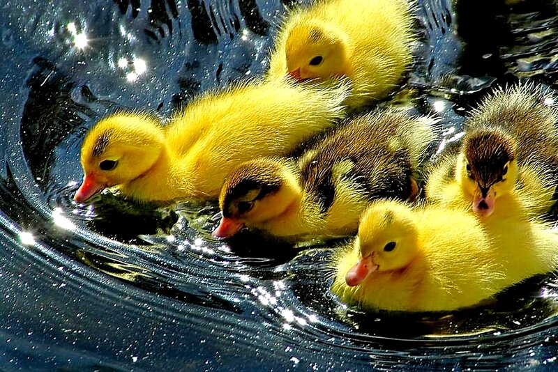 Ducklings swimming in water