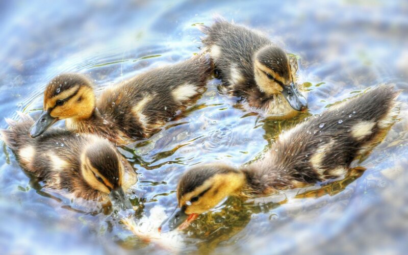 Ducklings Swimming in Water — Brown, Calm