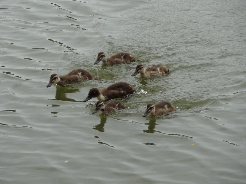 Ducklings Swimming in Water — Brown