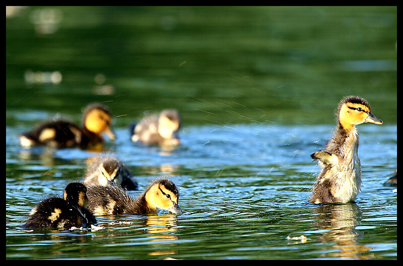 Ducklings Swimming in Water — Green