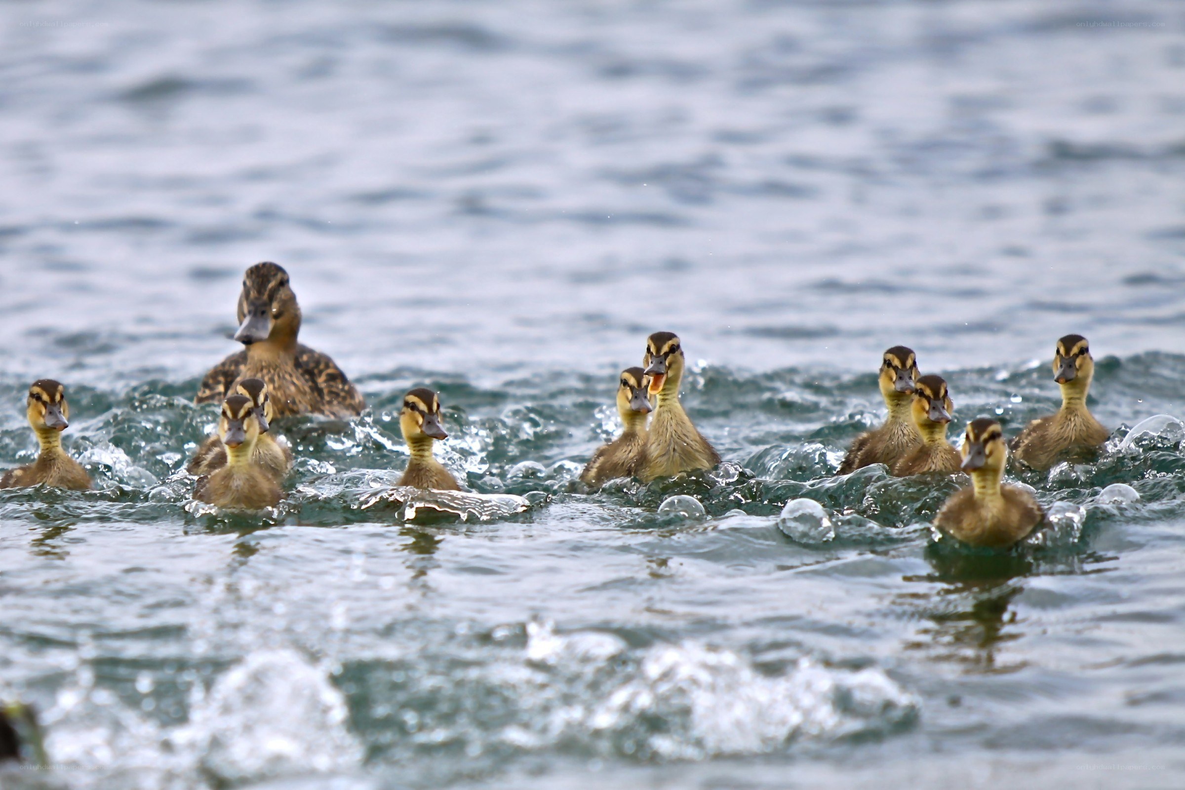 Ducklings swimming with mother duck