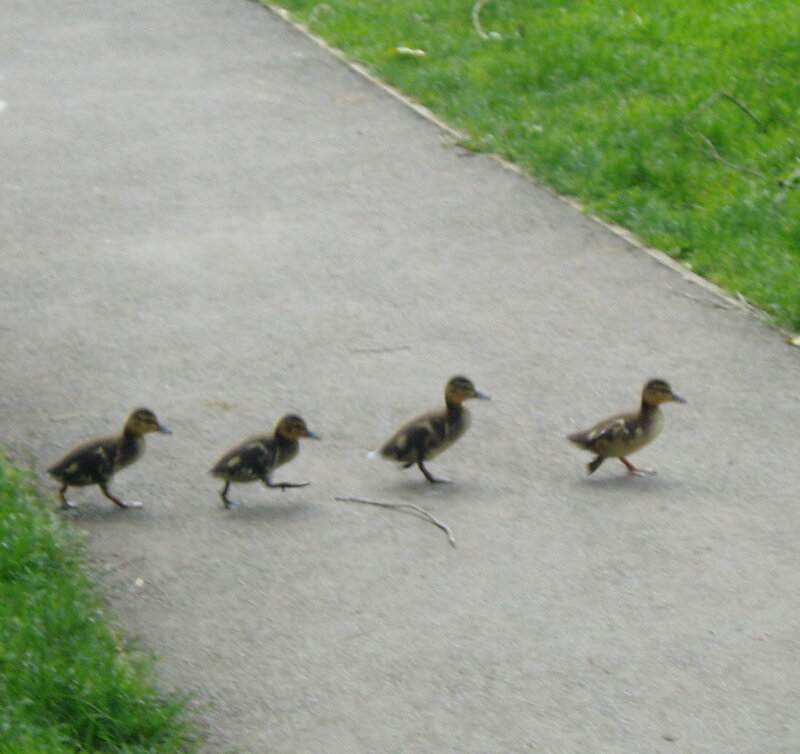 ducklings walking on a path