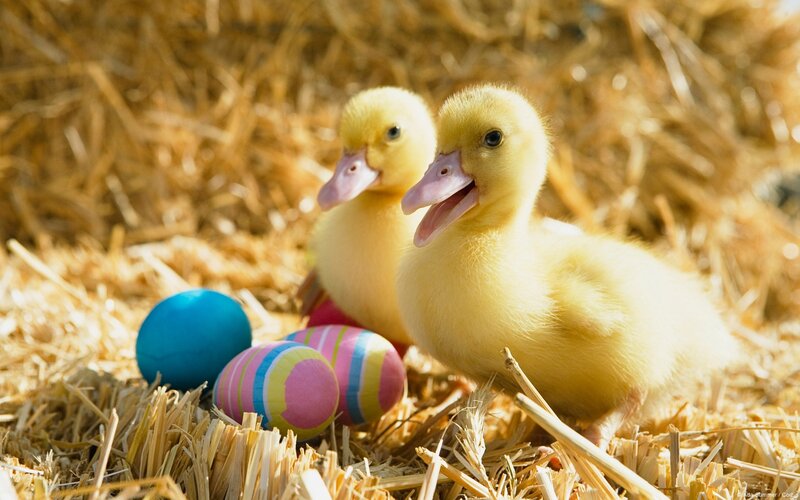 Ducklings with Easter eggs