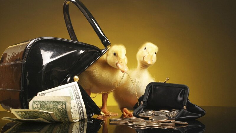 Ducklings with purse and money
