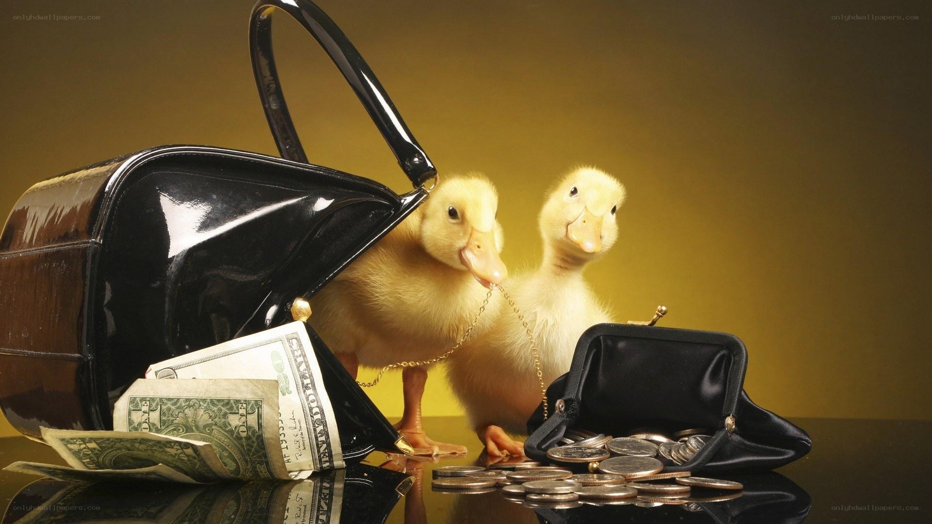 Ducklings with purse and money