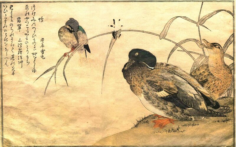 Ducks and Bird in Reeds