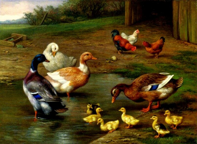 Ducks and Chicks in Pond