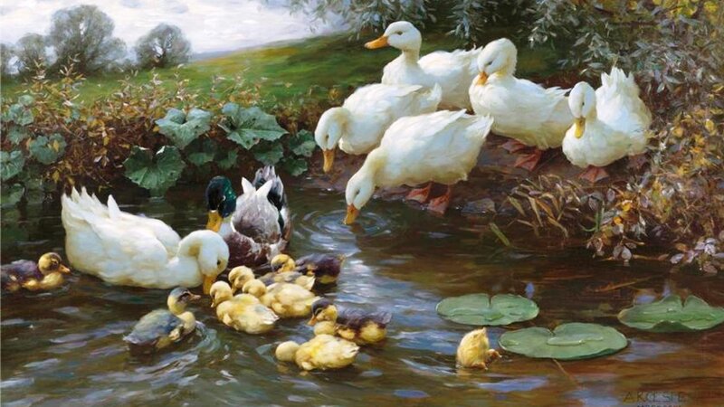 Ducks and Ducklings
