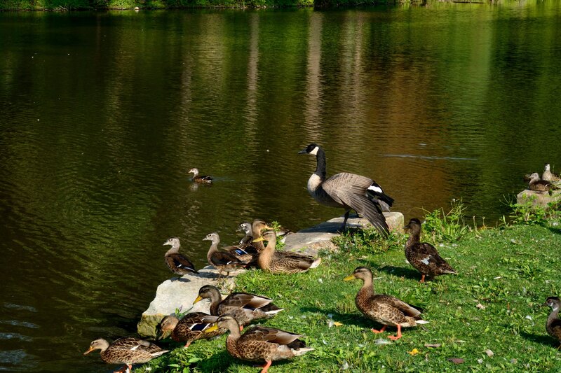Ducks and Geese by Pond — Green