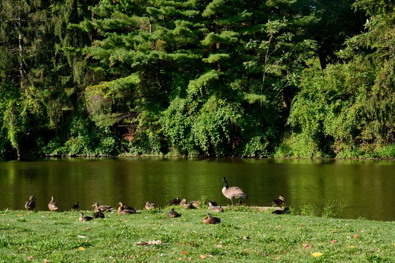 Ducks and Geese by Pond