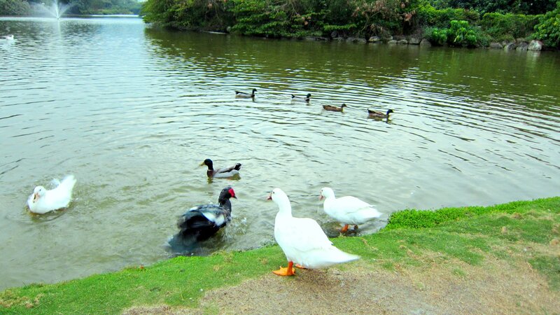Ducks and Geese in Pond