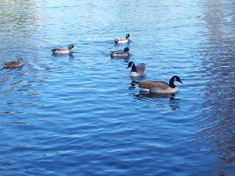 Ducks and Geese Swimming