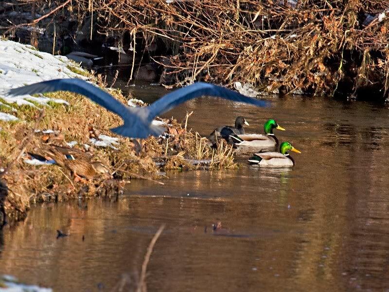 Ducks and Heron in Stream