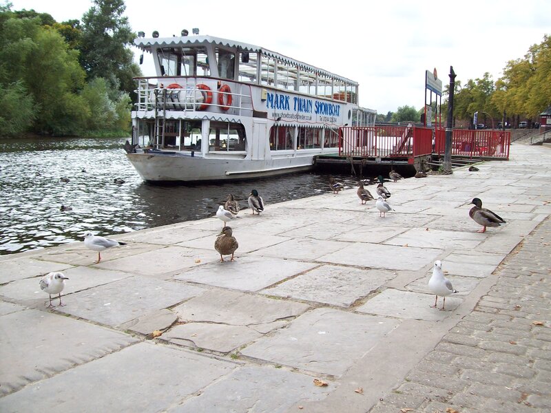 Ducks and Seagulls on Dock
