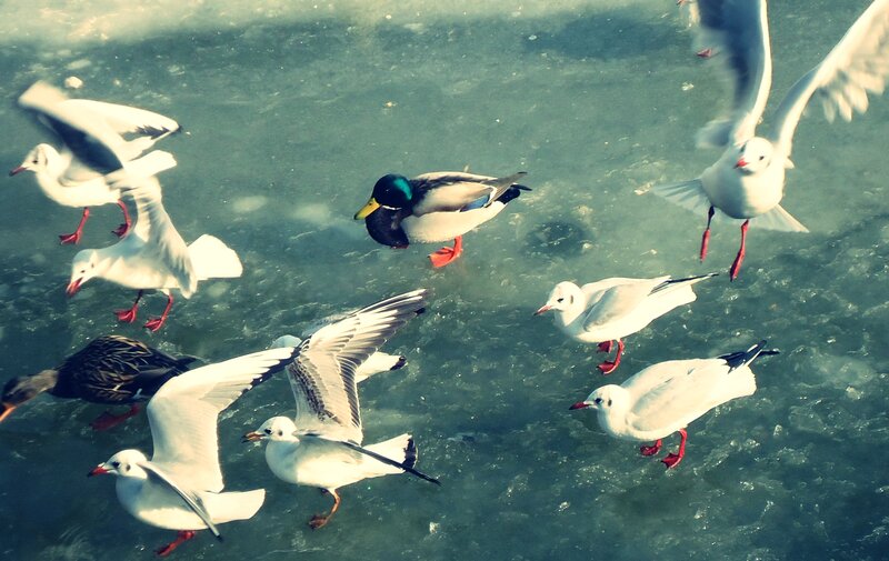 Ducks and Seagulls on Ice