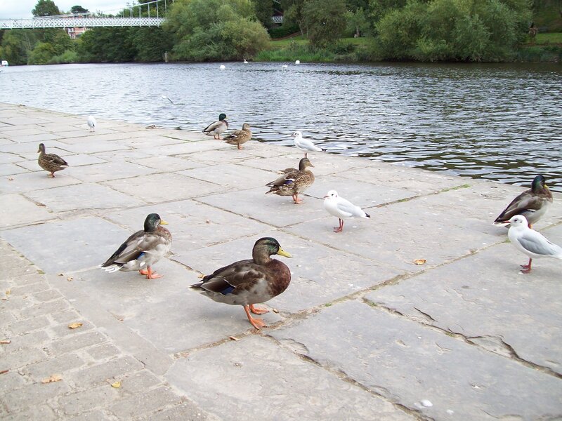 Ducks and Seagulls on Pavement