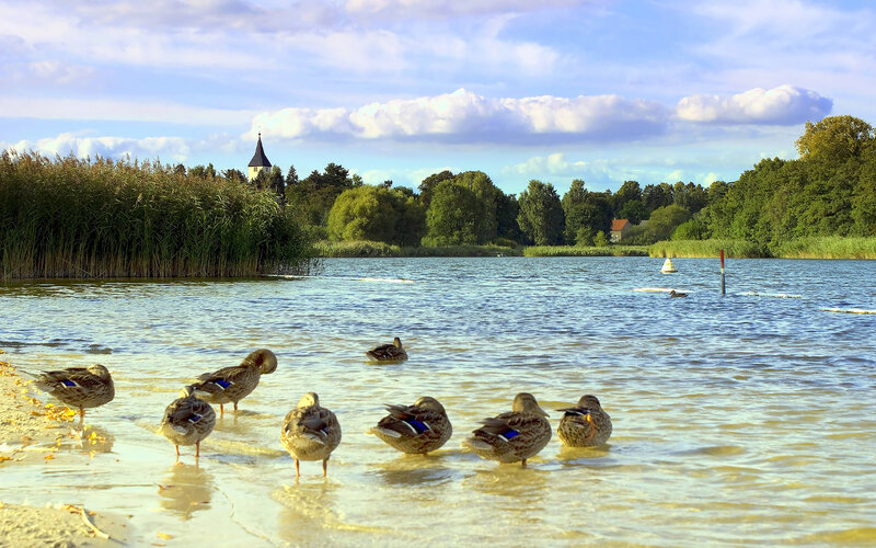 Ducks at a lakeside