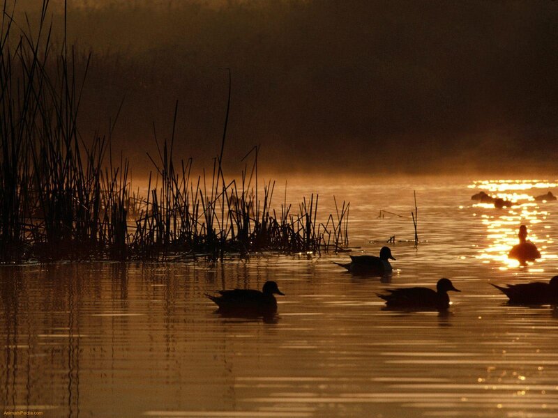 Ducks at sunrise on a misty lake