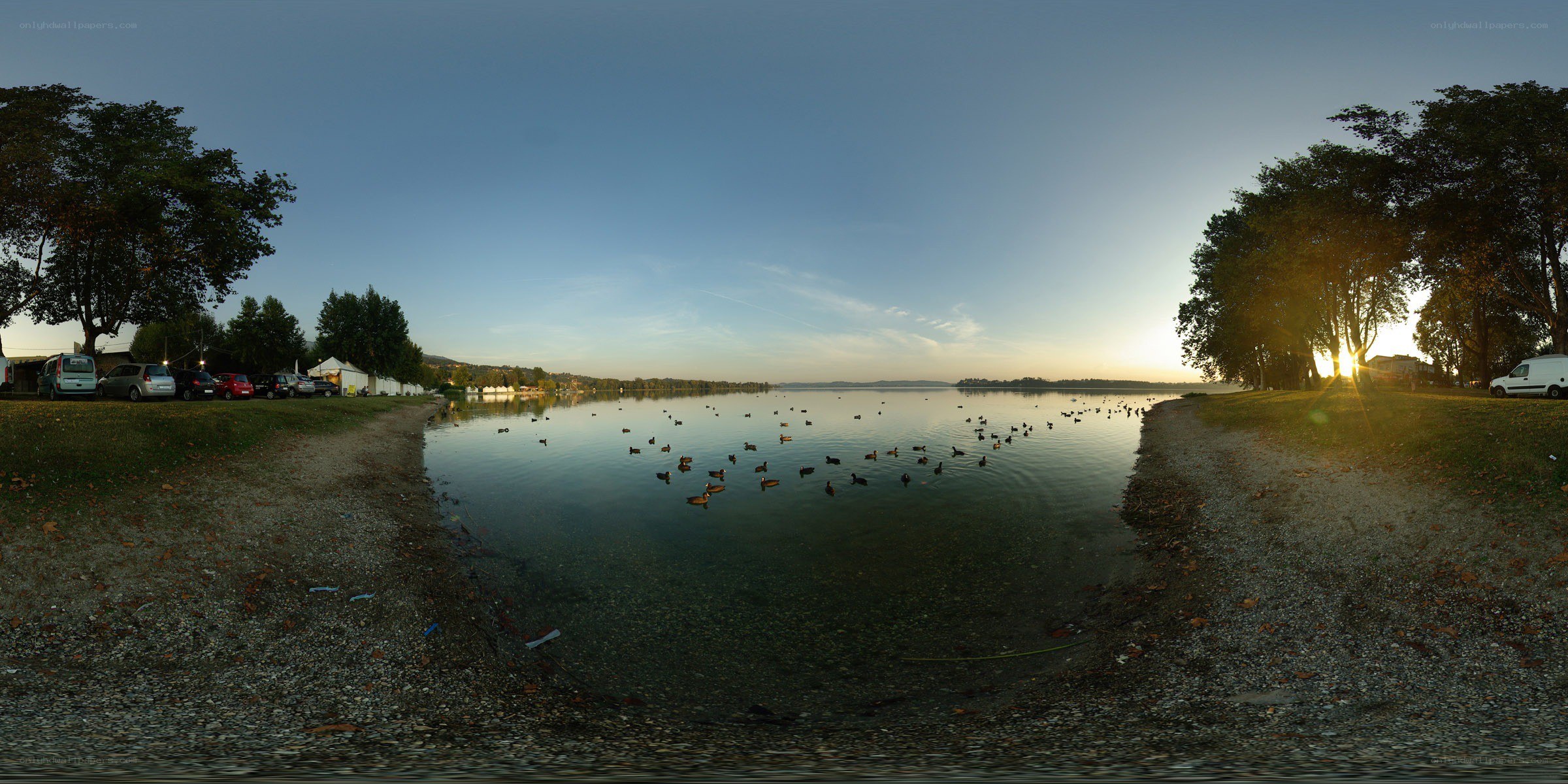 Ducks at sunset by the lake
