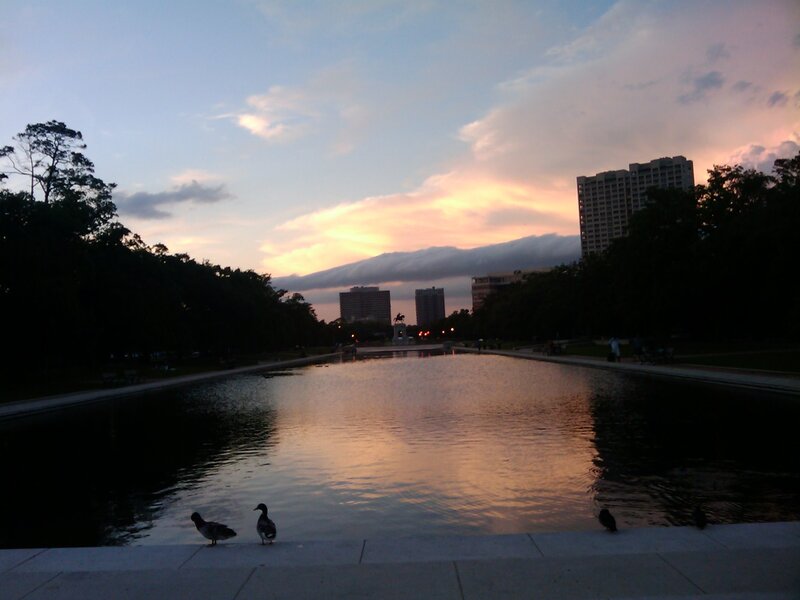 Ducks at sunset in a city park