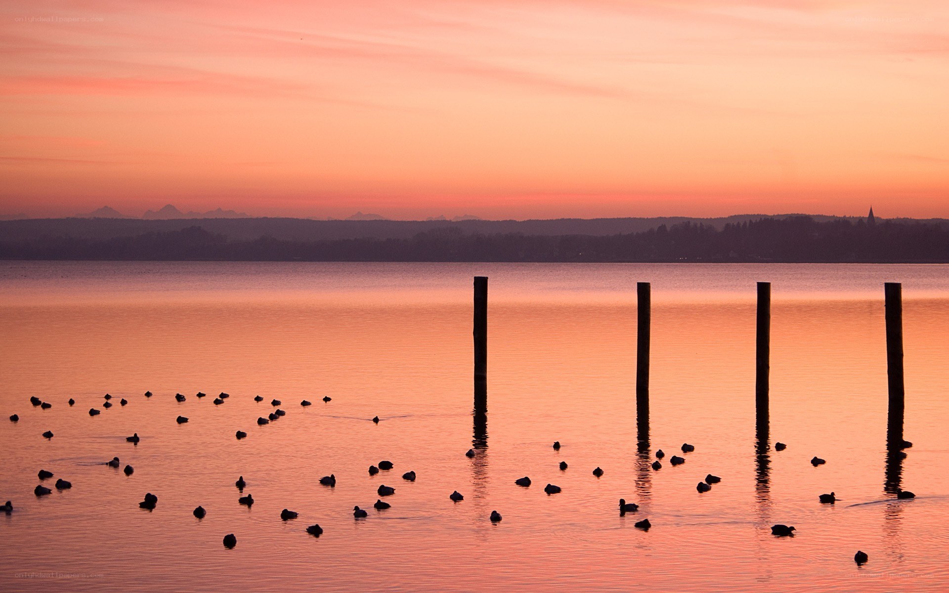 Ducks at sunset on a calm lake