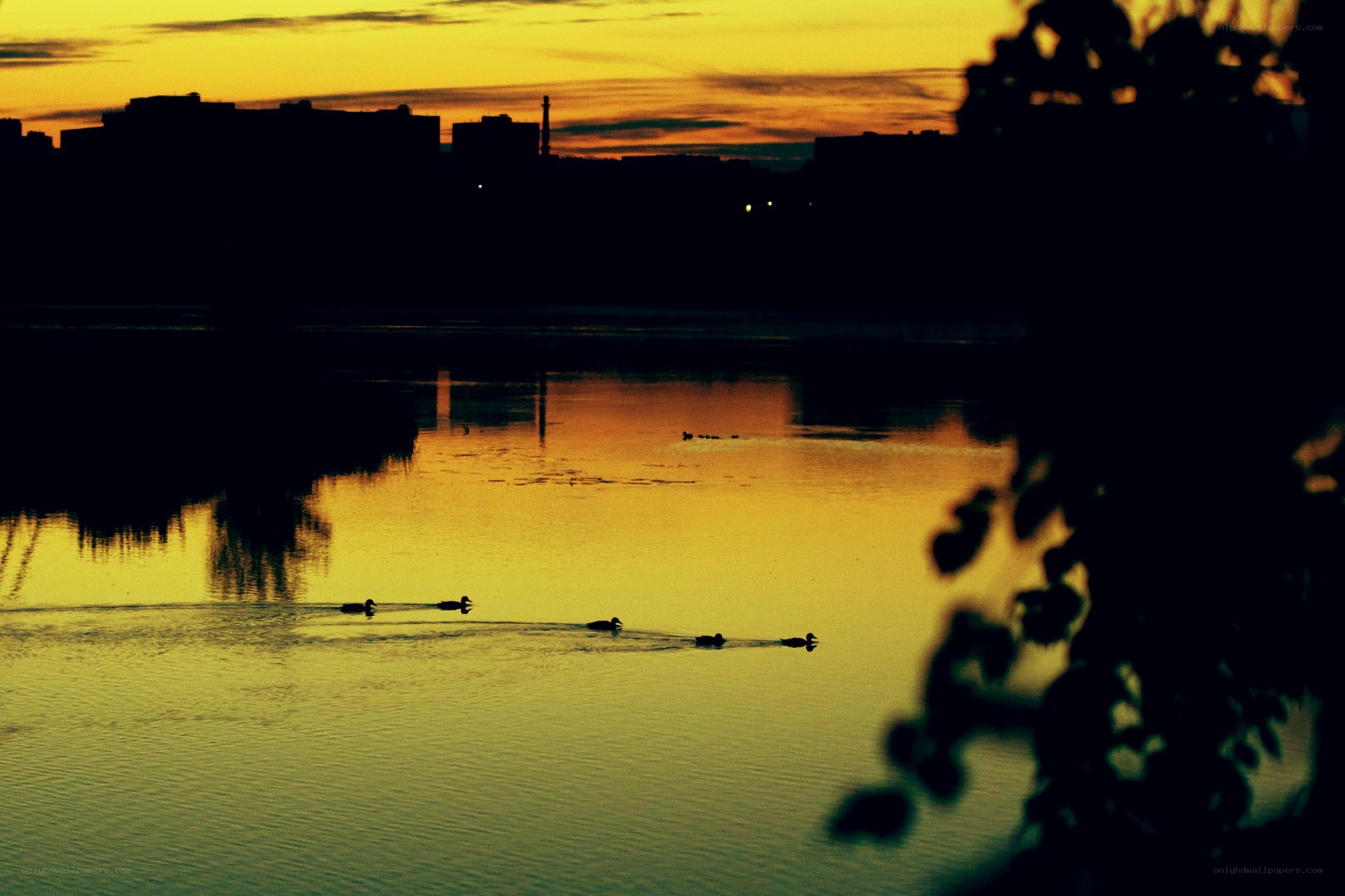 Ducks at sunset on a calm lake