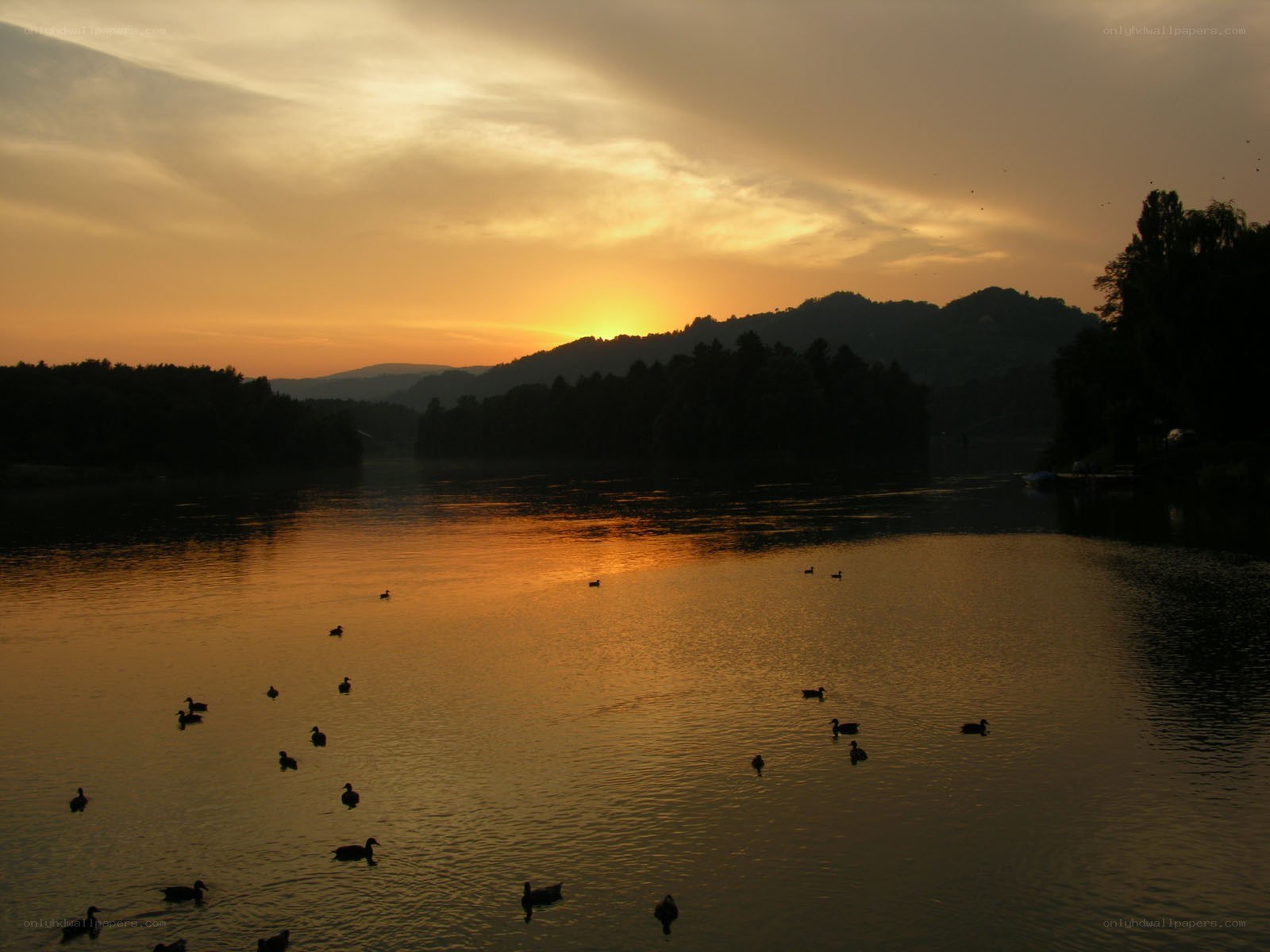 Ducks at sunset on a lake