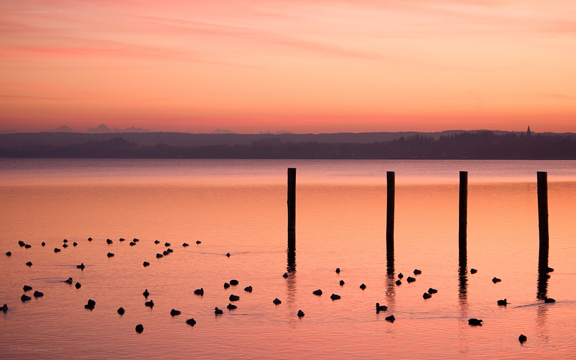 Ducks at sunset on a lake