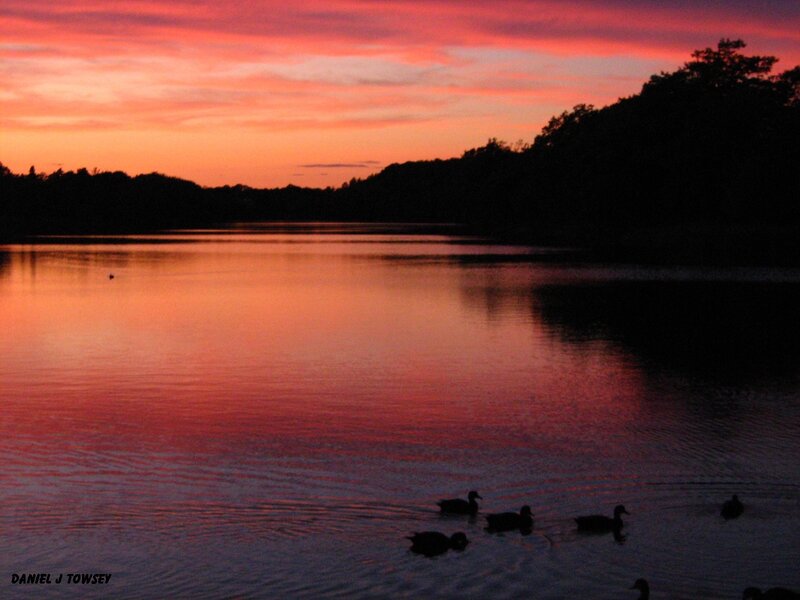 Ducks at sunset on a lake