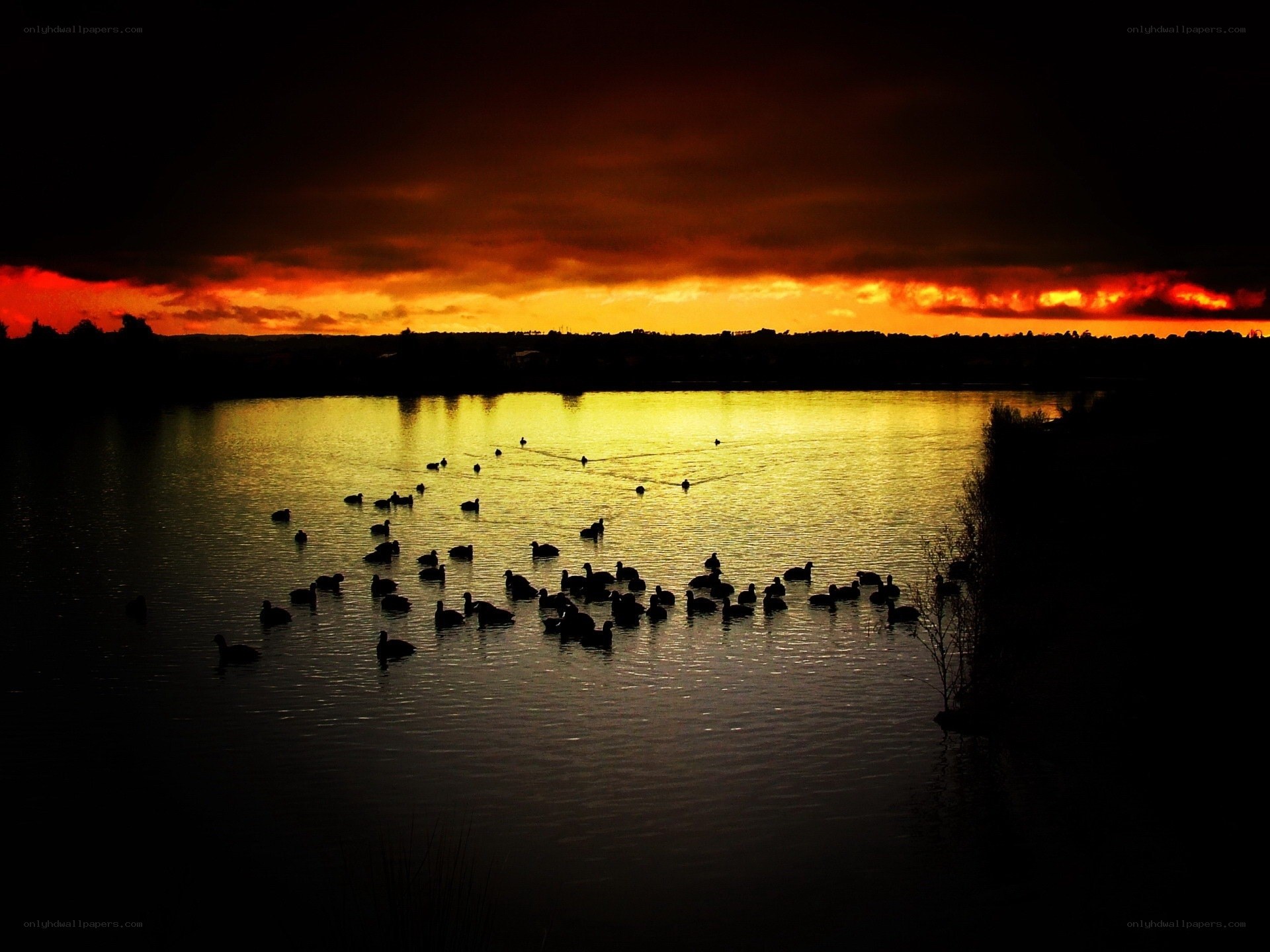 Ducks at sunset on a lake