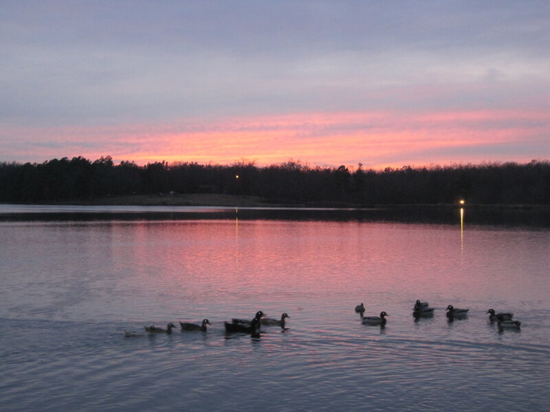 Ducks at sunset on a lake