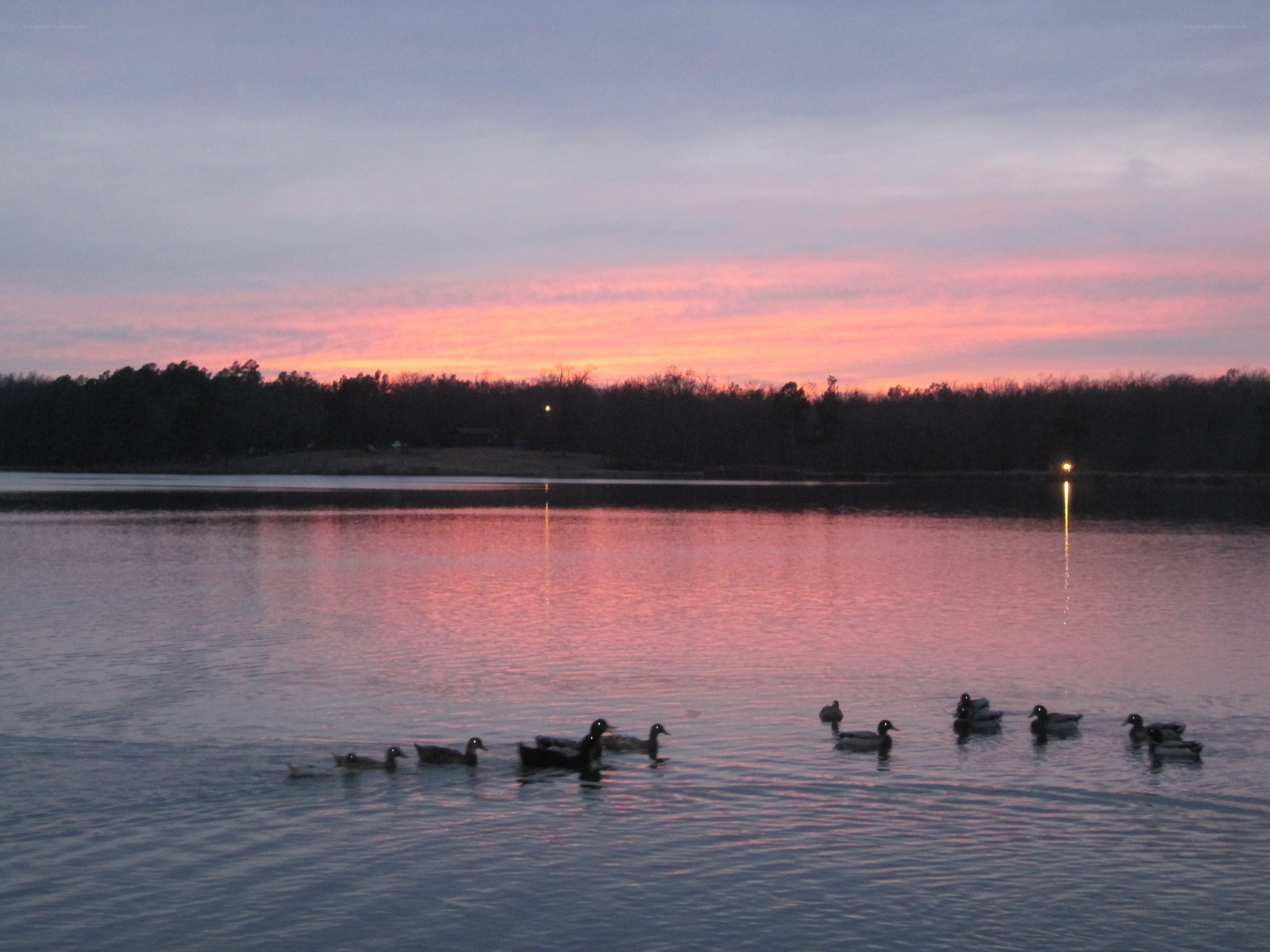 Ducks at sunset on a lake